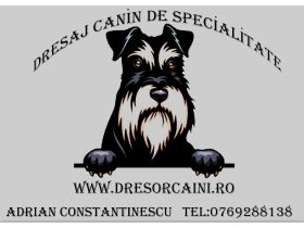 Oferta, Bucuresti, Dresaj canin de specialitate
