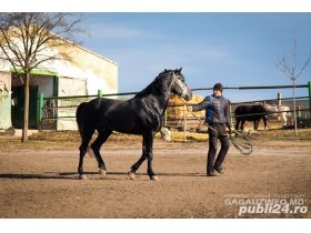 Oferta, National, Ferme purcei germania angajari