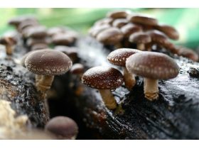 Oferta, Hunedoara, Alege ciuperci Shitake produs ecologic - 39 lei/100 gr