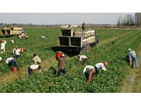 Oferta, National, Agricultura austria angajari