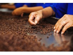 Oferta, Brasov, Fabrica cafea germania 2400