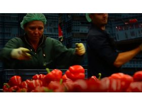 Oferta, National, Agricultura aus 2000e net pers////........aaaaaaa