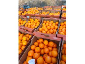 Oferta, National, Depozit fructe germania