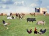 Ingrijitori la ferme de animale in germania 2022