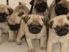 Puii de Mops adorabili