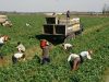 Agricultura austria1800e2000////