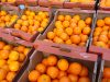 Depozite fructe padure 1800e2000
