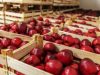 Depozite fructe austria2400e