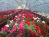 Agricultura aus 2000e net