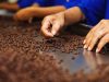 Depozite cafea germ2400