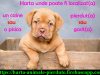 Animale pierdute si animale gasite - harta nationala cu localizarea acestora