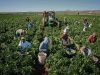 Agricultura aus 2000e net la nuci