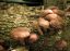 Oferta, Hunedoara, Producem si vindem ciuperca Shiitake