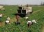 Oferta, National, Agricultura austria1800e angajare/////