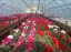 Oferta, Brasov, Sere flori germ2400e net/////..........//////