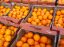 Oferta, Brasov, Depozite fructe germ2400neto ////