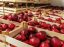 Oferta, National, Agricultura aus 2000e net /MERE